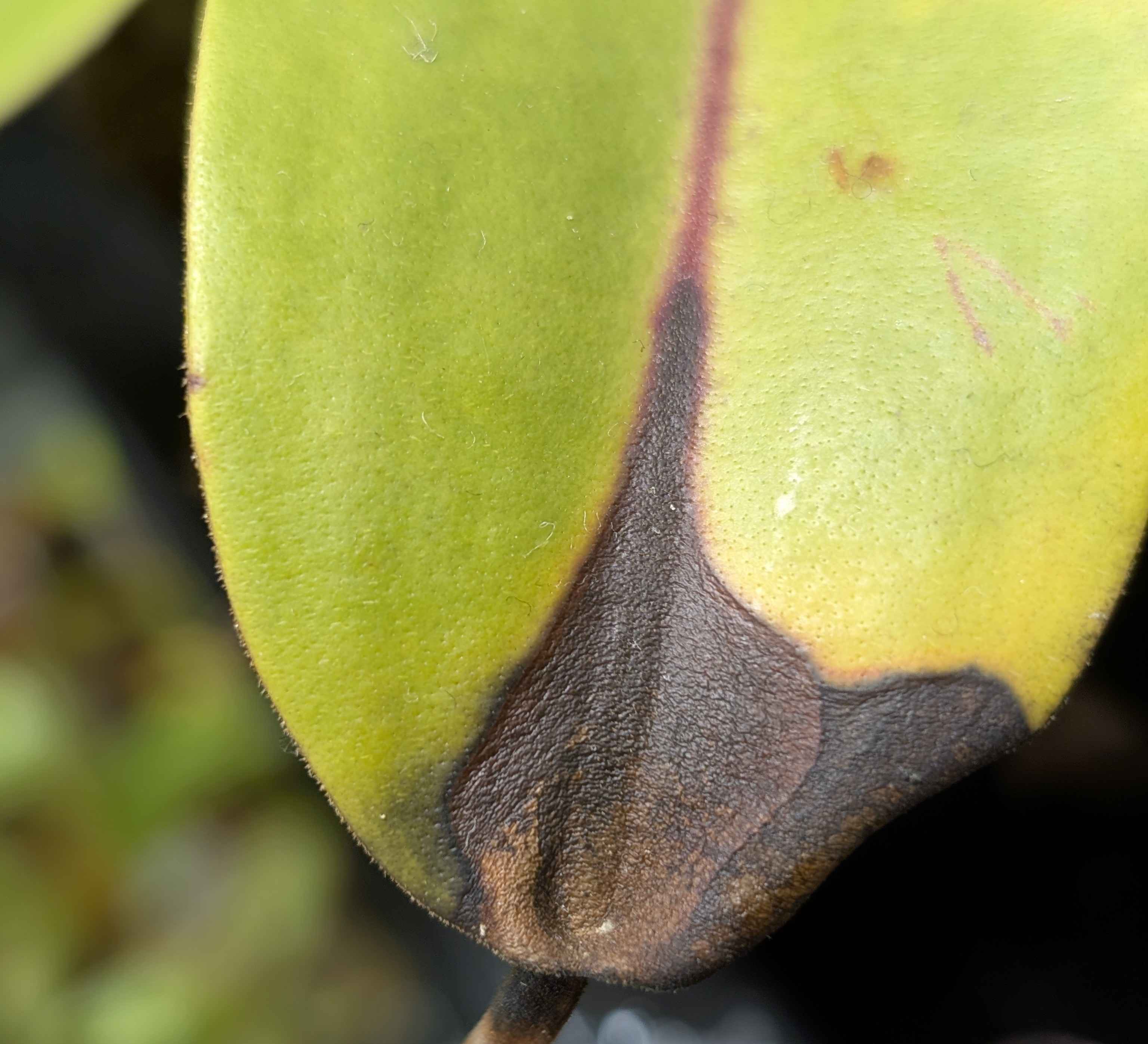 Nepenthes Düngerschaden durch beschädigte Osmocote-Kugel in der Kanne