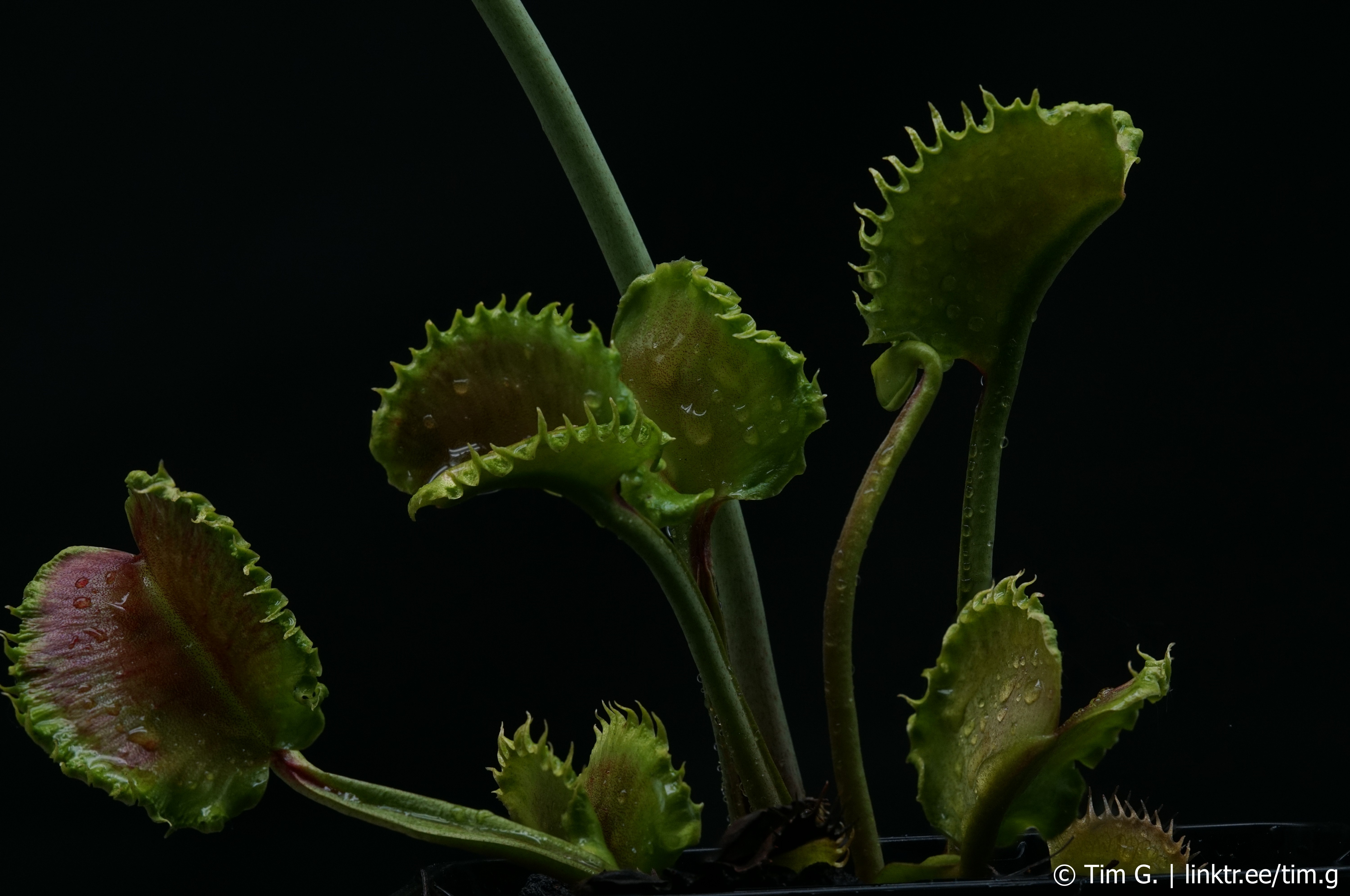 Dionaea muscipula GJ Shir Khan