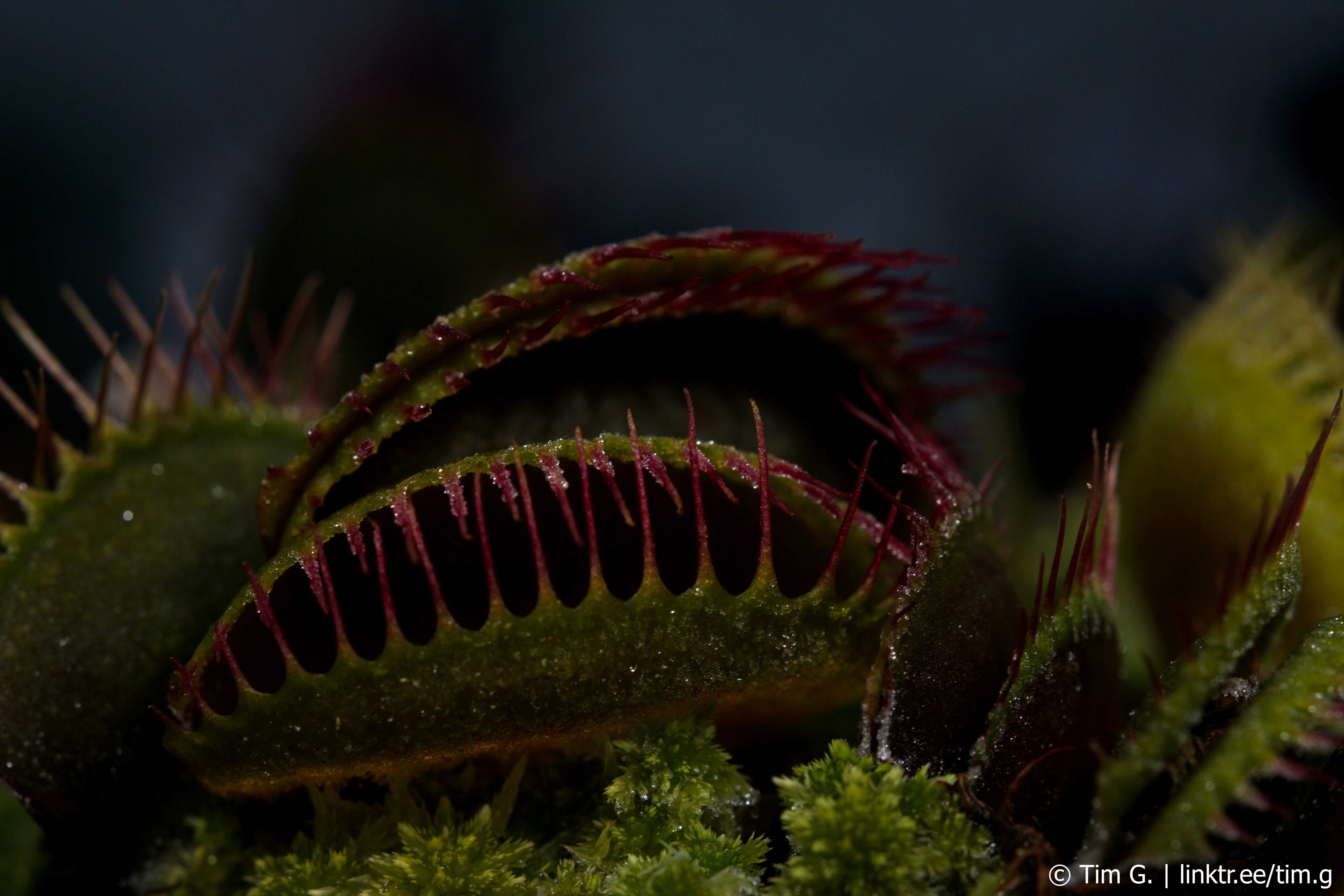 Dionaea muscipula megatraps bei Frost