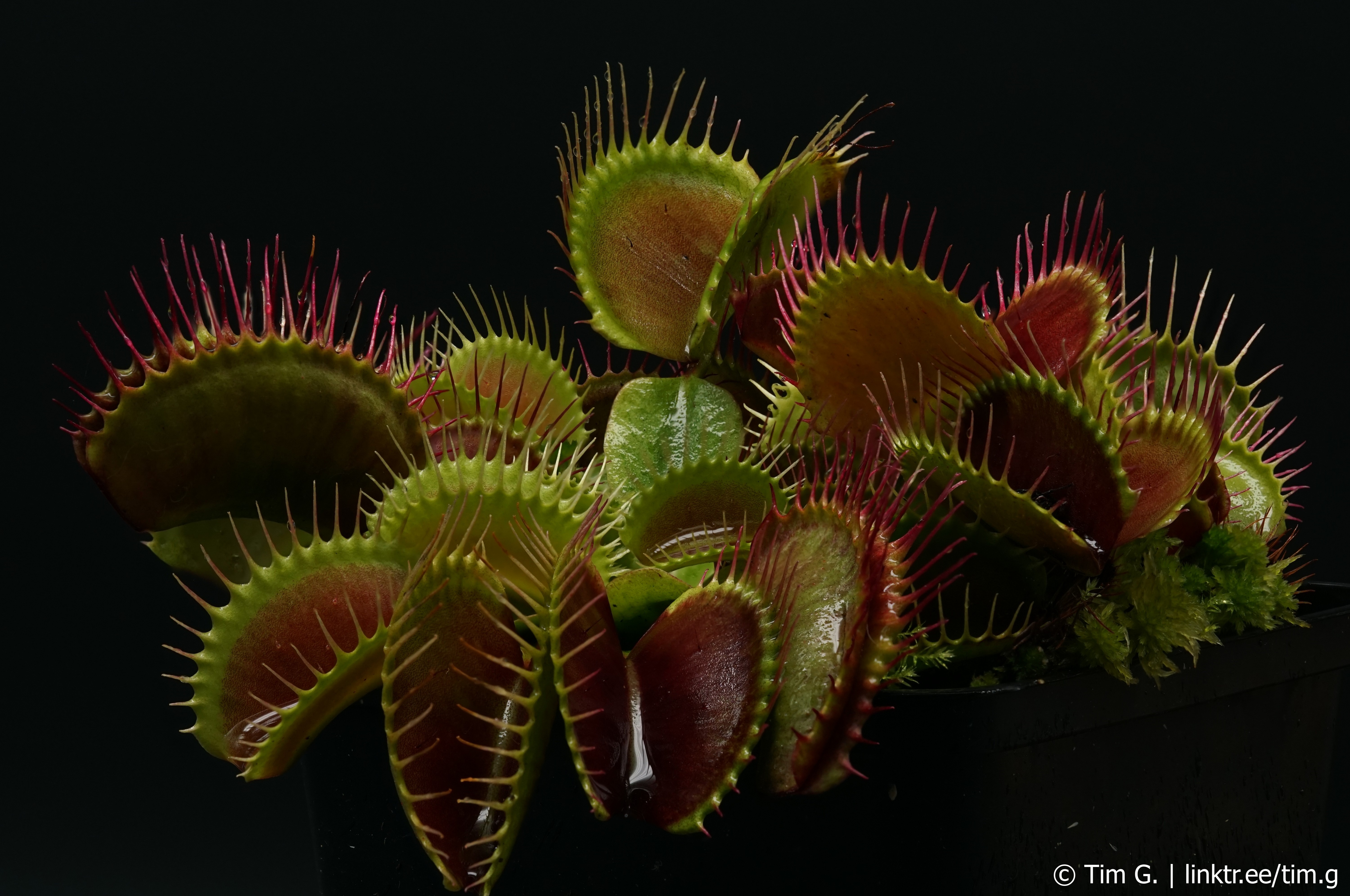 Dionaea muscipula megatraps.jpg