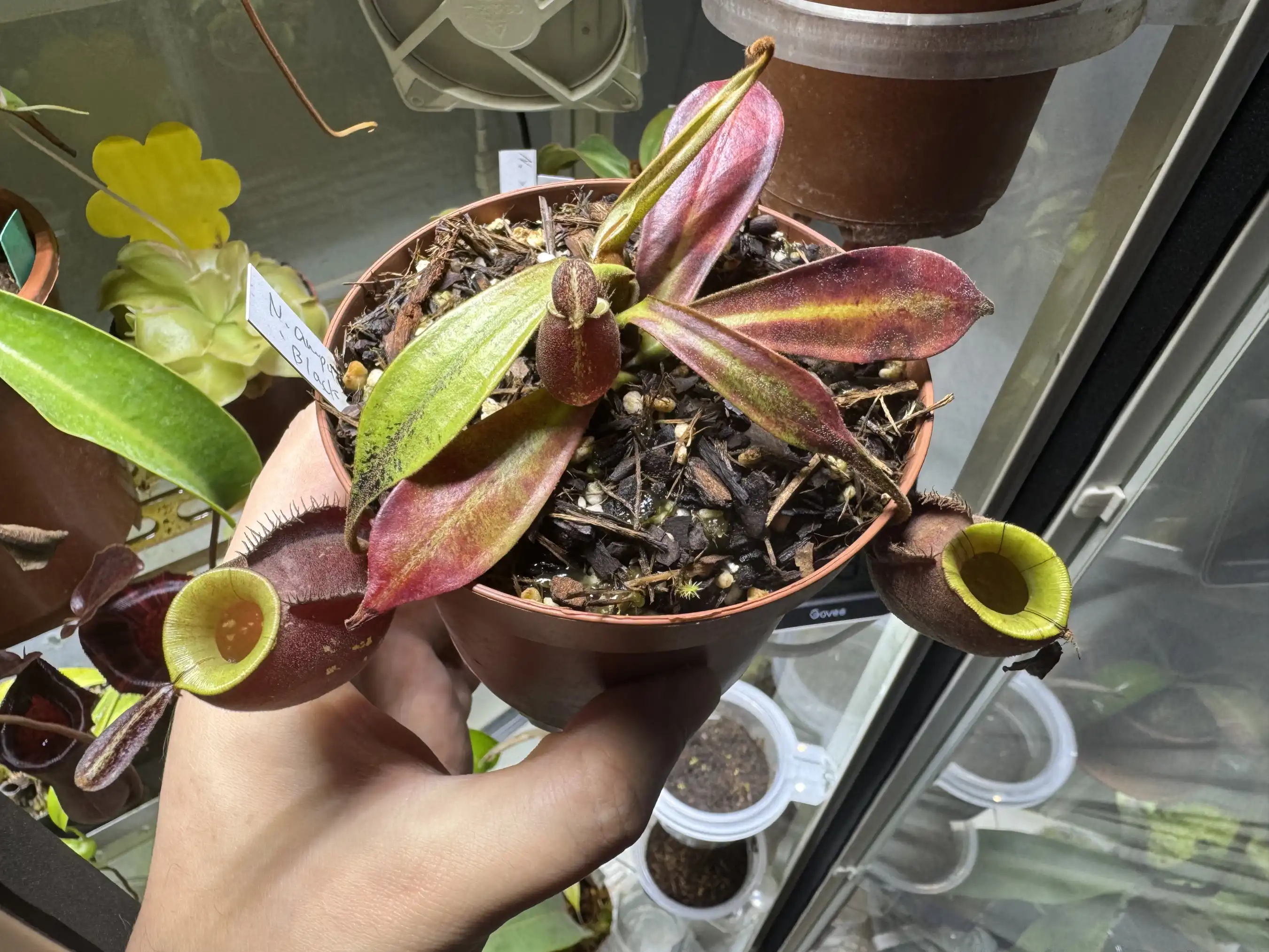 Nepenthes ampullaria Black-Miracle.webp