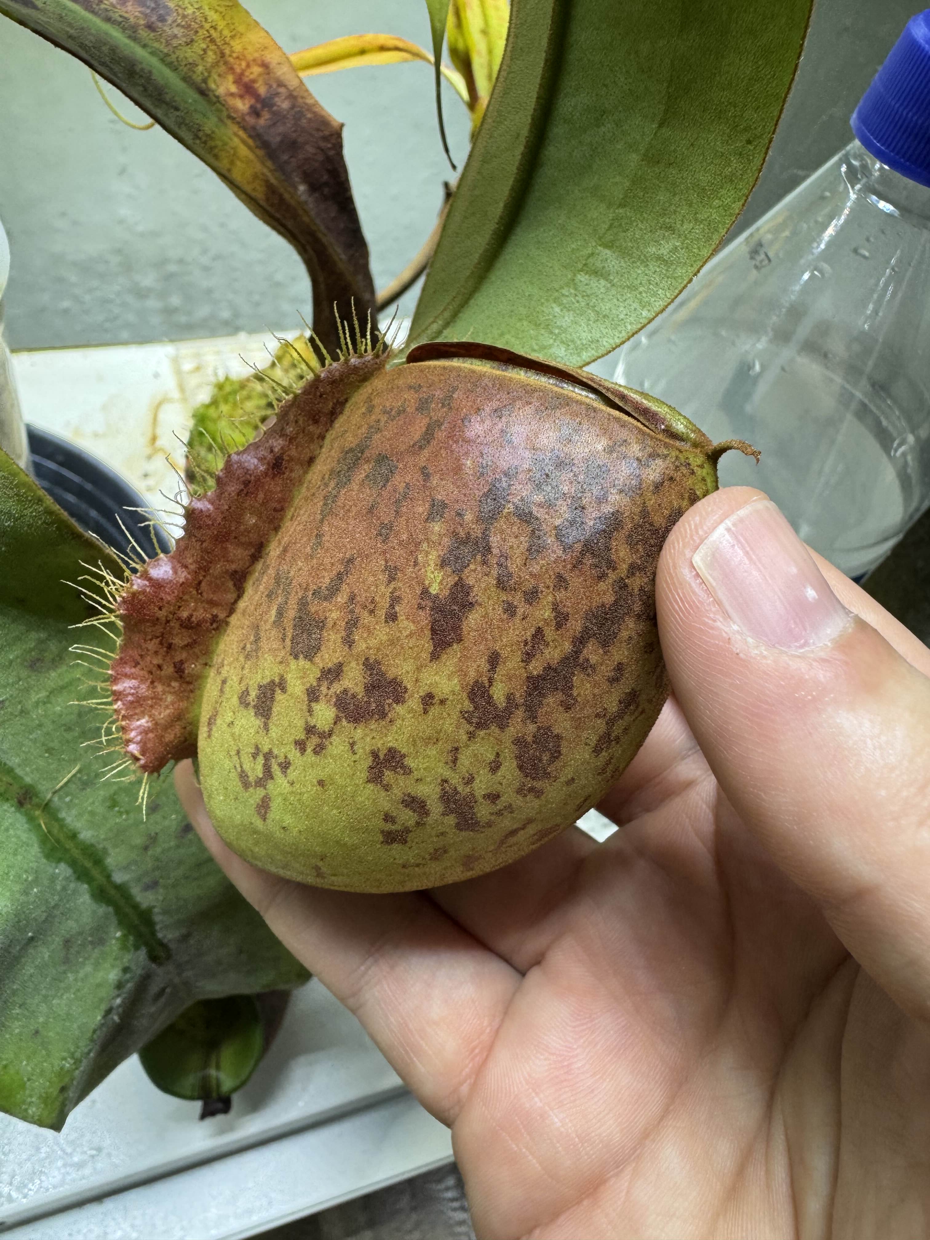 Nepenthes Ampullaria BE3390 Lime Twist.jpg