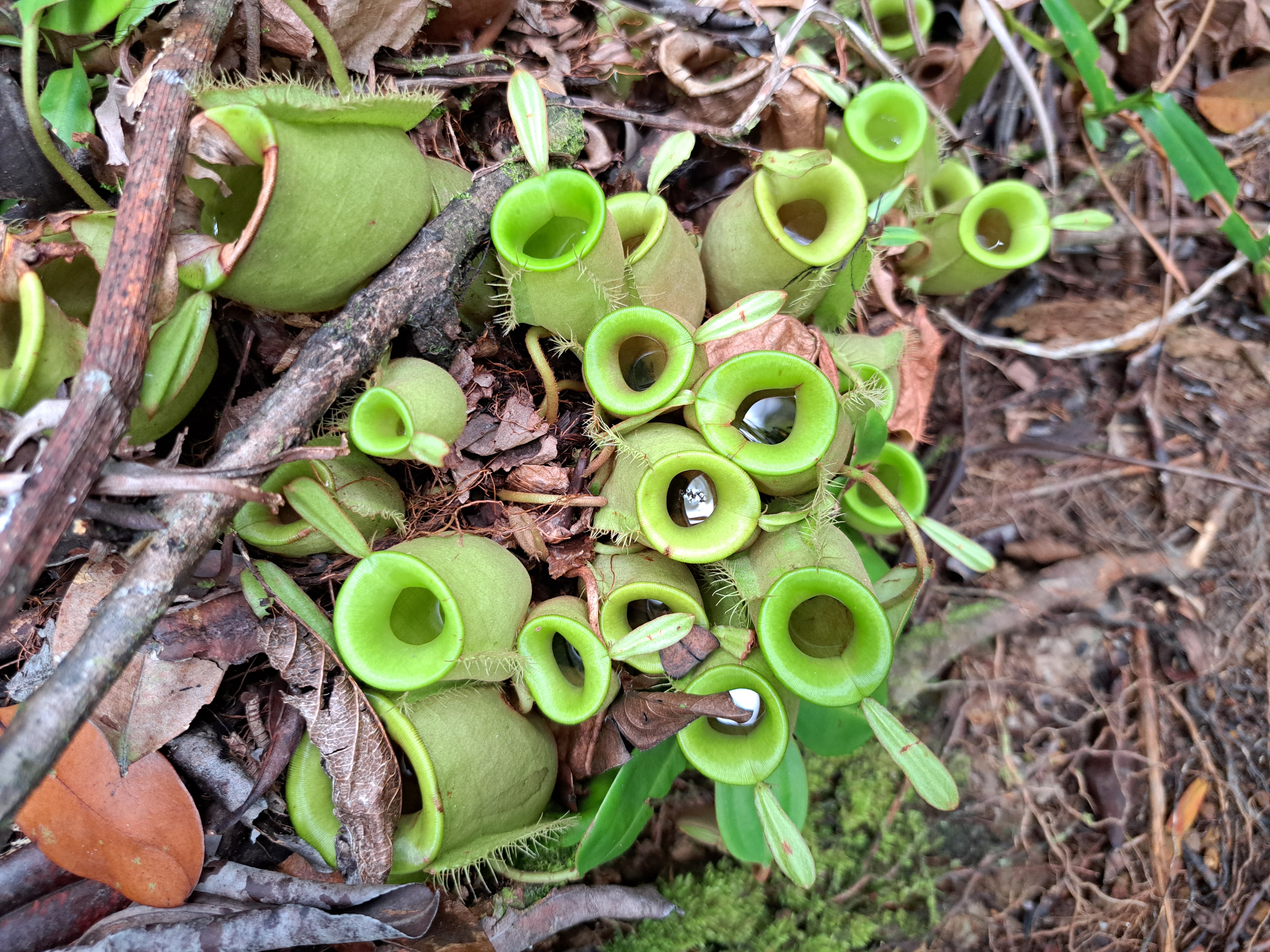 Nepenthes ampullaria (Santubong) 4.jpg