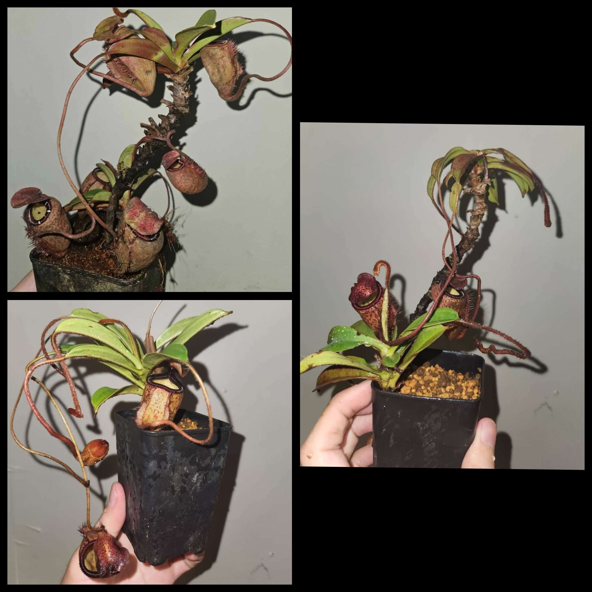 Ramponierte Nepenthes im Topf, das Wachstum und das Aussehen spricht gegen jegliche Chance auf nachhaltige Kultur