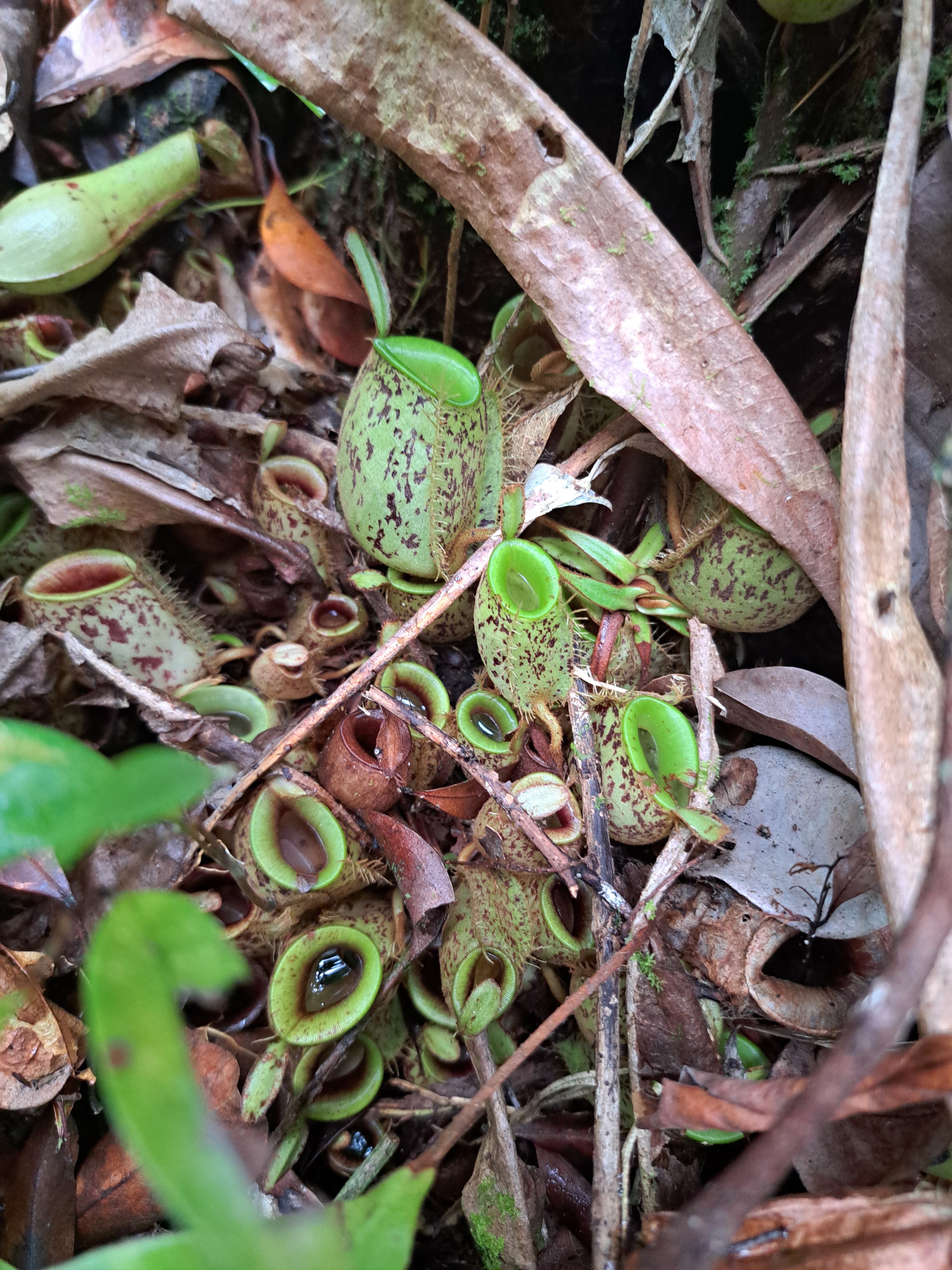 Nepenthes ampullaria (Kinabatangan).jpg