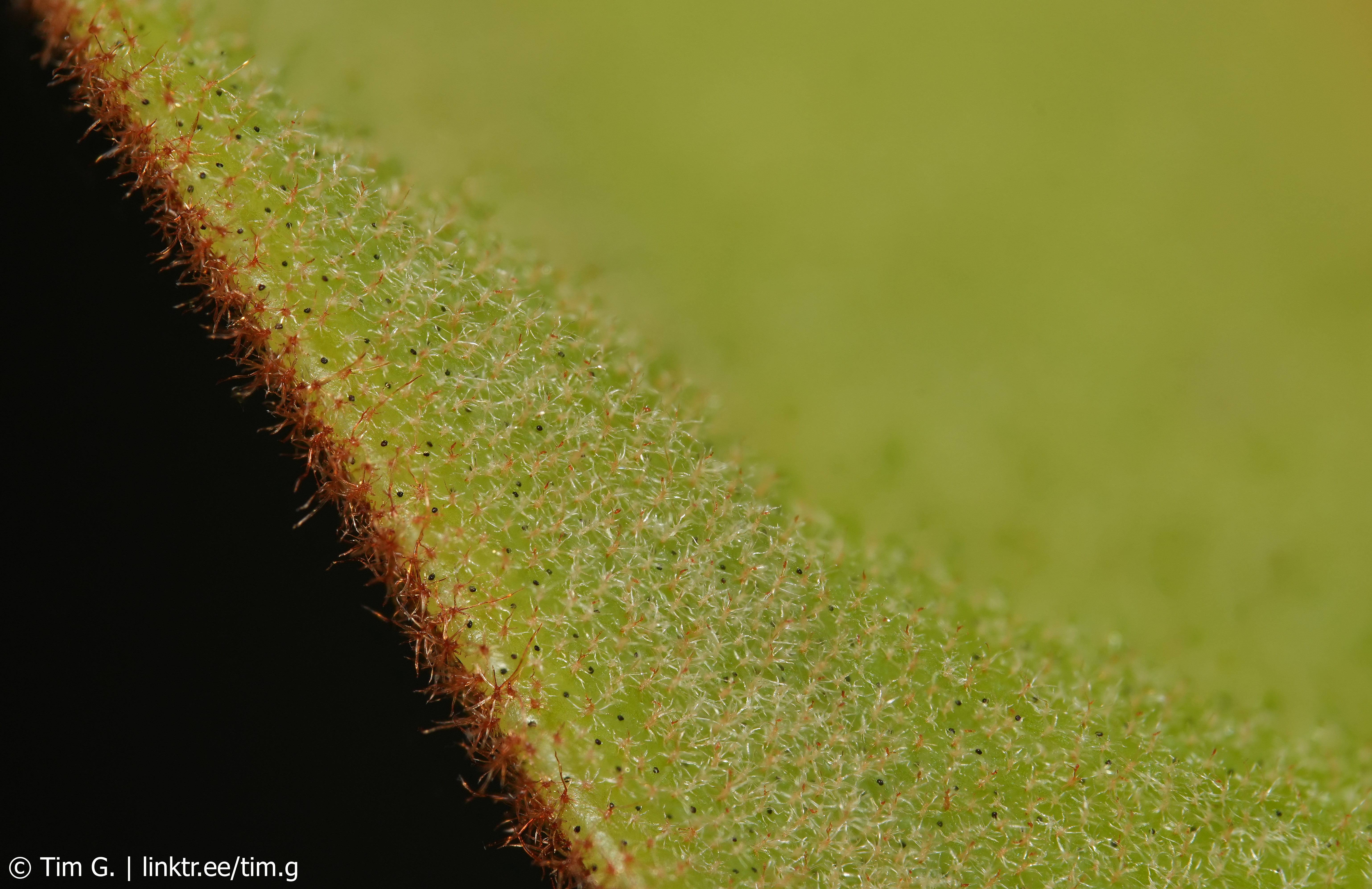 Nepenthes ampullaria-Indumentum-tg.jpg