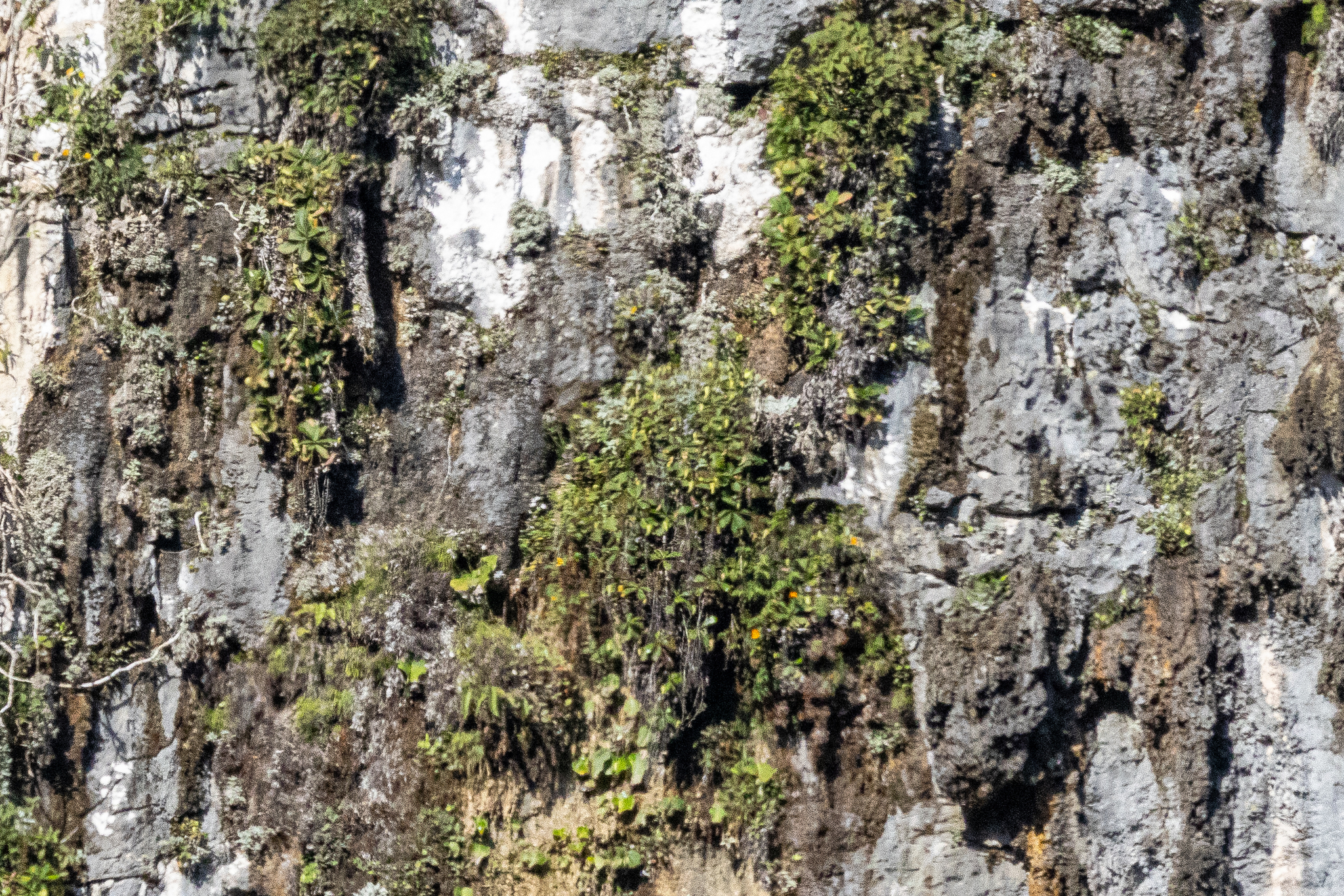 Campanulata on the Wall in Borneo