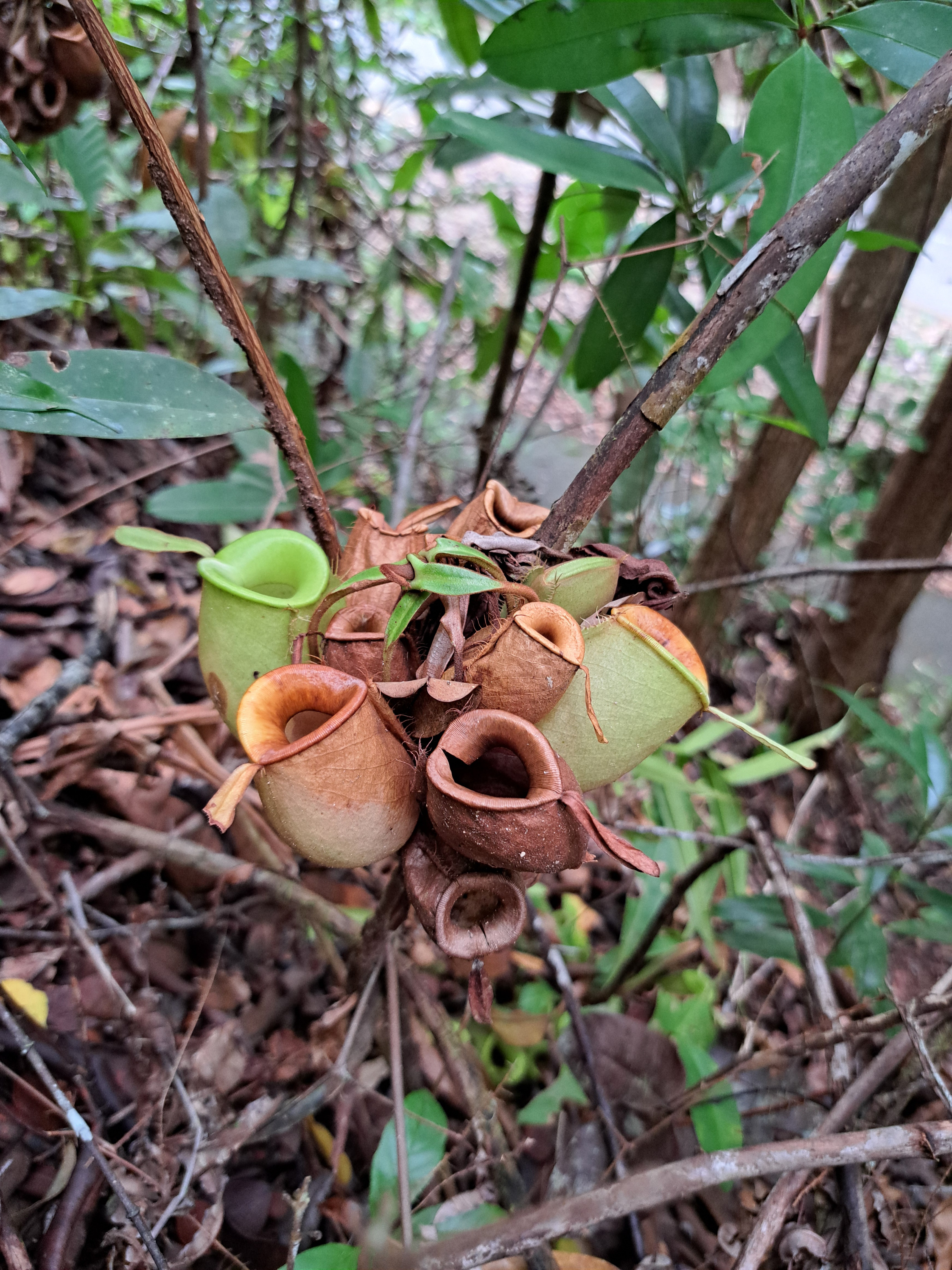 Nepenthes ampullaria