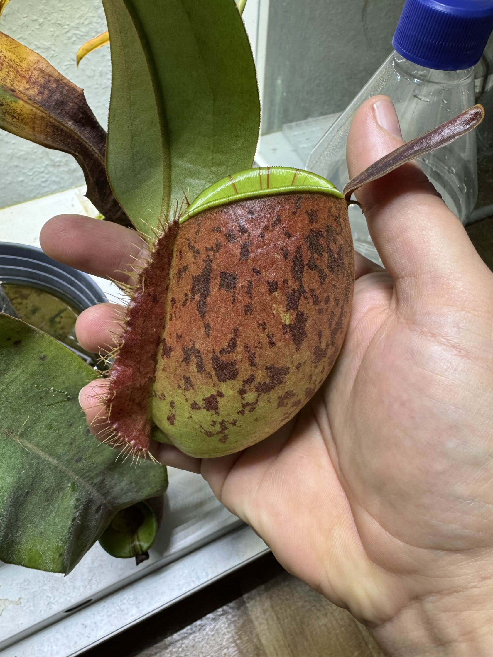 Nepenthes ampullaria BE-3390 Kanne