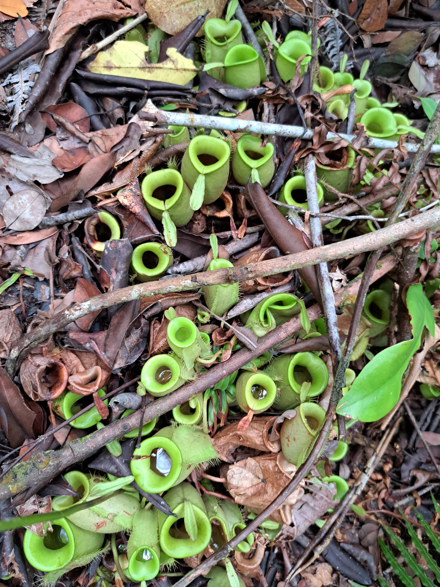 Nepenthes ampullaria