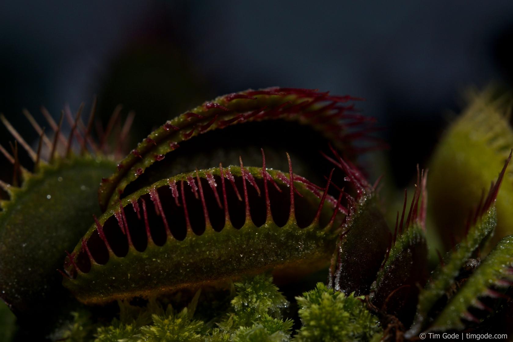 Dionaea_muscipula_megatraps_Frost.jpg