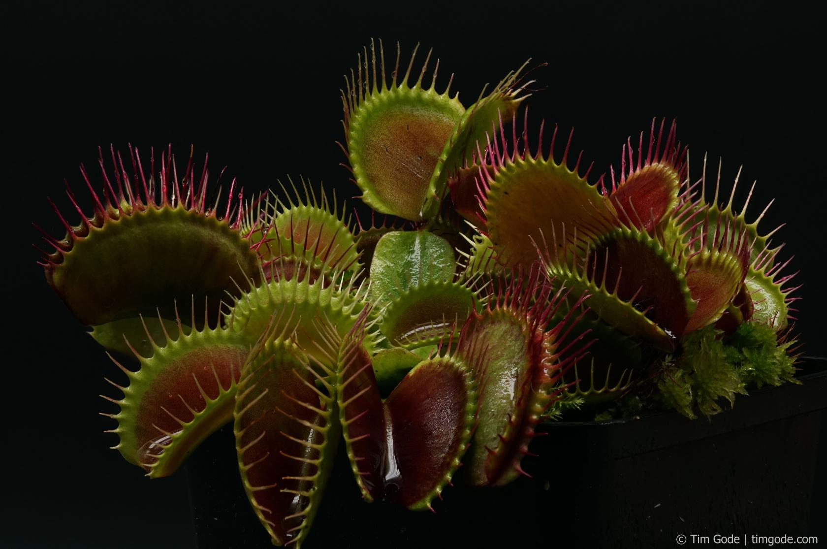 Dionaea_muscipula_megatraps.jpg