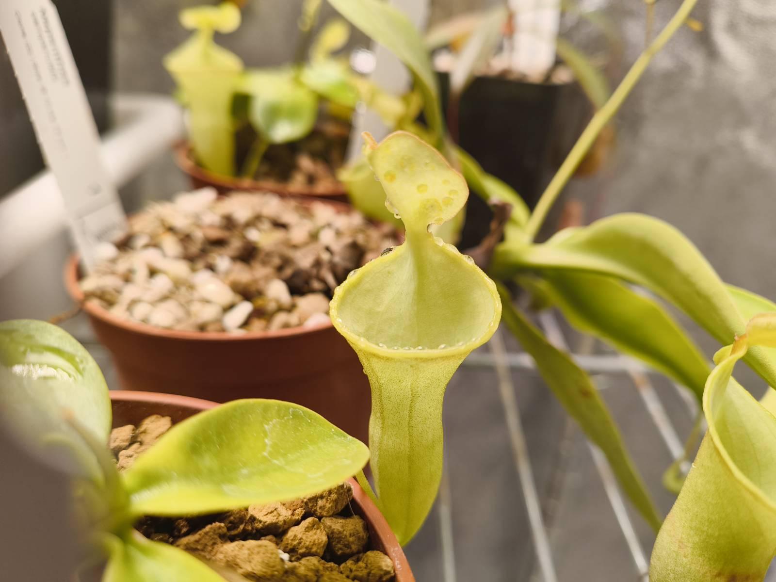 The pitcher of a cultivated specimen