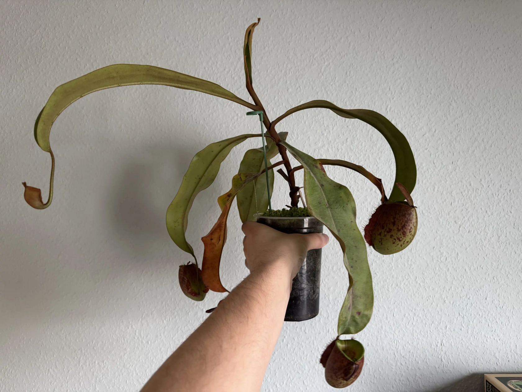 Nepenthes ampullaria BE-3390 Lime Twist